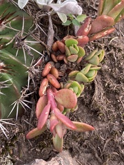 Portulaca cryptopetala