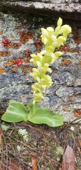 Disa comosa