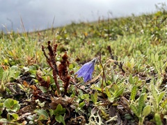 Campanula lasiocarpa