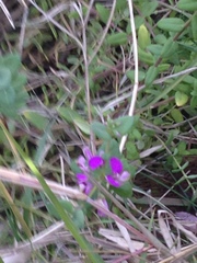 Polygala myrtifolia