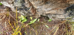 Disa comosa