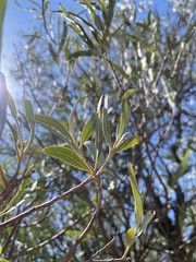 Alectryon oleifolius
