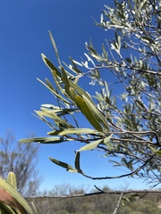 Alectryon oleifolius