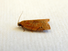 Meritastis ursina