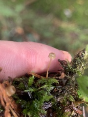 Mycena picta