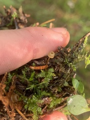 Mycena picta