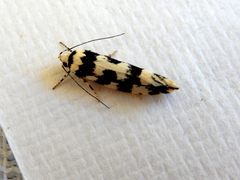 Lichenaula melanoleuca