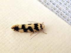 Lichenaula melanoleuca