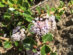 Ceanothus decornutus