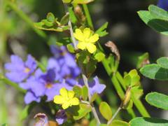 Hibbertia aspera