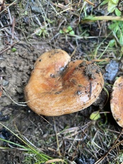 Lactarius aestivus