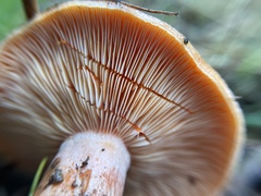 Lactarius aestivus