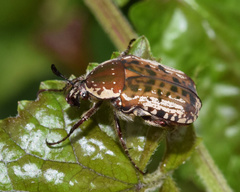 Elaphinis irrorata
