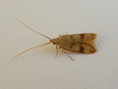 Lecithocera sobria