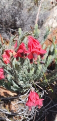 Erica glauca glauca