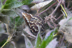 Phasianella australis image