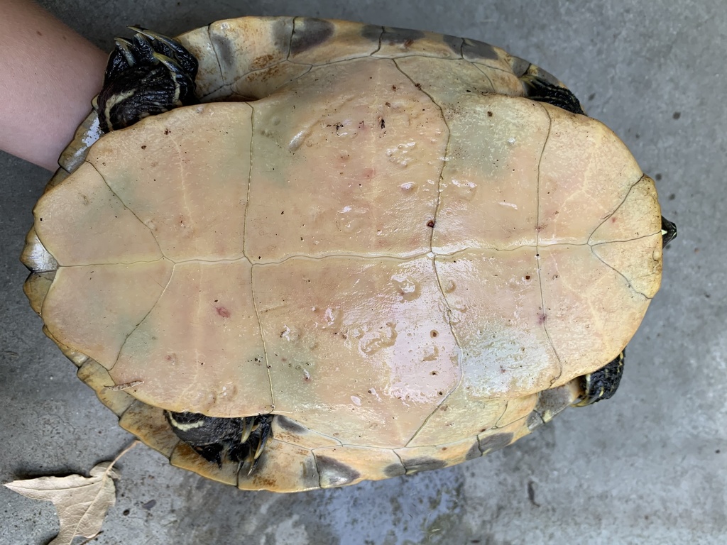 Coastal Plain Cooter from Veterans Rd, Columbia, SC, US on June 10 ...