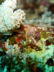 Clavelina detorta