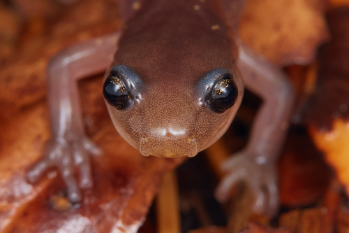Arboreal Salamander, Oakland, Alameda County, CA, USA, photo 9 of 10