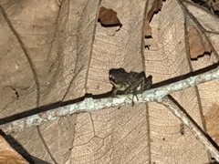 Pristimantis variabilis