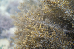 Sirophysalis trinodis