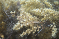 Sirophysalis trinodis