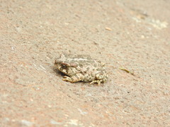 Incilius occidentalis