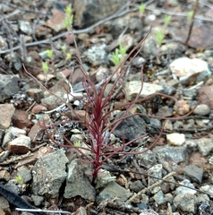 Cordylanthus tenuis brunneus