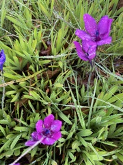 Babiana angustifolia