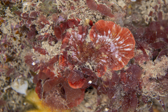 Sonderophycus capensis