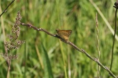 Ochlodes sylvanus