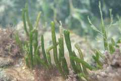 Caulerpa simpliciuscula