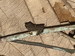 Pristimantis variabilis