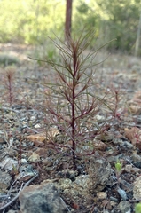 Cordylanthus tenuis brunneus