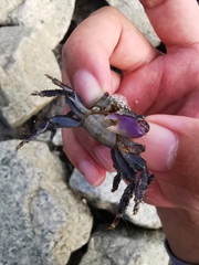 Metopograpsus frontalis