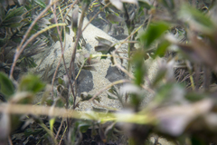 Trygonorrhina dumerilii