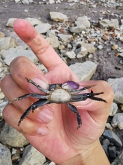 Metopograpsus frontalis