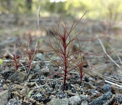 Cordylanthus tenuis brunneus