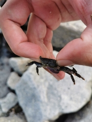 Metopograpsus frontalis