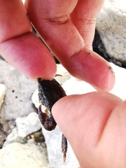 Metopograpsus frontalis