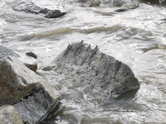 Periophthalmus chrysospilos