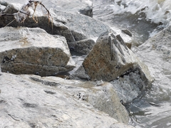 Periophthalmus chrysospilos