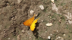 Marpesia harmonia