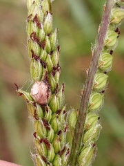 Claviceps paspali