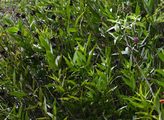 Elleanthus capitatus