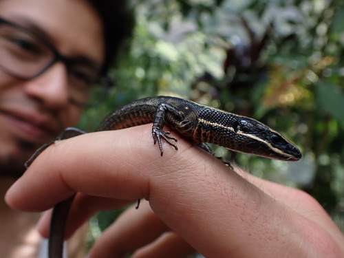 Anomalous Cercosaura, Cercosaura anomala