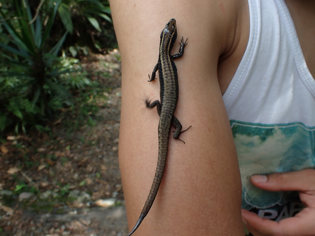 Anomalous Cercosaura
