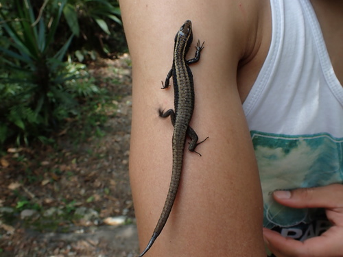 Anomalous Cercosaura