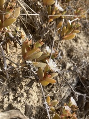 Delosperma litorale