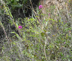 Epidendrum jamiesonis
